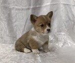 Small #2 Pembroke Welsh Corgi