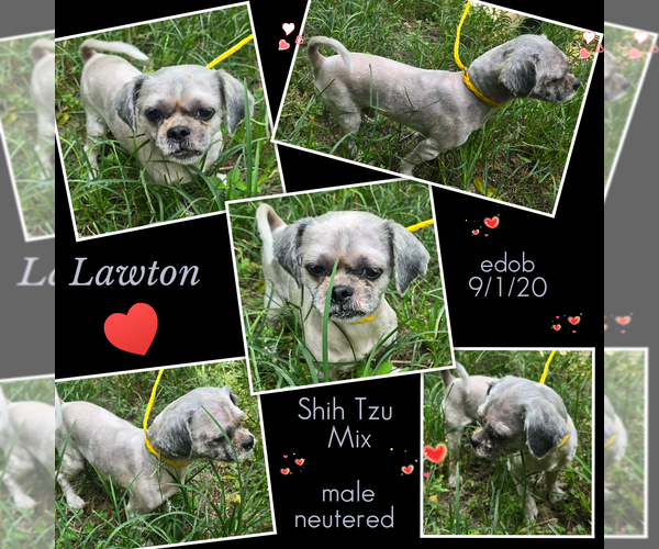 Medium Photo #4 Shih Tzu-Unknown Mix Puppy For Sale in Missouri City, TX, USA