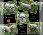 Small #3 Shih Tzu Mix