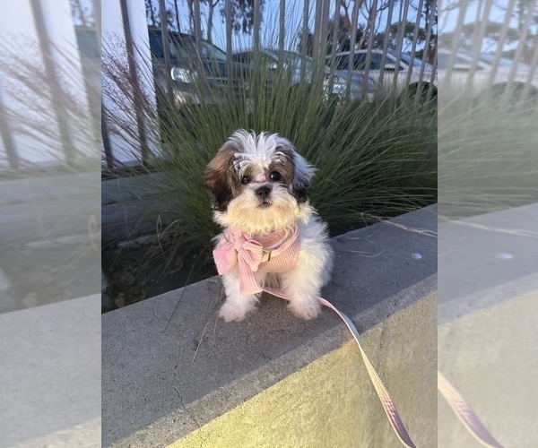 Medium Photo #7 Zuchon Puppy For Sale in LAS VEGAS, NV, USA