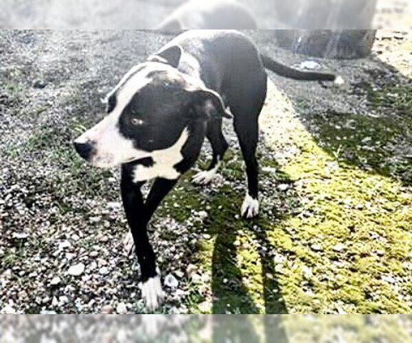 Medium Photo #1 Staffordshire Bull Terrier-Unknown Mix Puppy For Sale in Houston, TX, USA