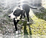 Small Staffordshire Bull Terrier Mix