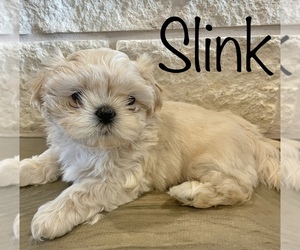 Shih Tzu Puppy for sale in GODLEY, TX, USA