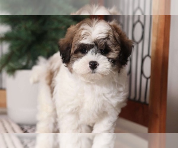 Medium Photo #4 Shih-Poo Puppy For Sale in NAPLES, FL, USA