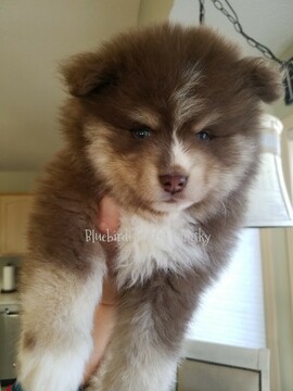 Medium Photo #34 Pomsky Puppy For Sale in ANDOVER, MN, USA