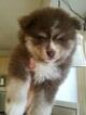 Small Photo #34 Pomsky Puppy For Sale in ANDOVER, MN, USA