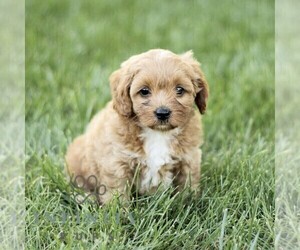 Golden Retriever-ShihPoo Mix Puppy for sale in STRASBURG, PA, USA