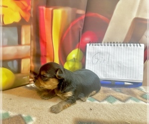 Morkie Puppy for sale in CASSVILLE, MO, USA