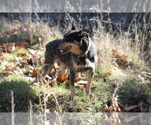 Mutt Dogs for adoption in Paso Robles, CA, USA