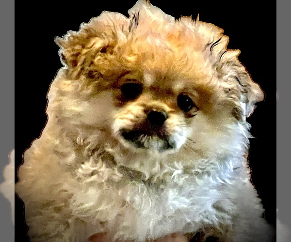 Medium Photo #1 Pominese Puppy For Sale in SAINT AUGUSTINE, FL, USA