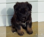 Small #1 German Shepherd Dog