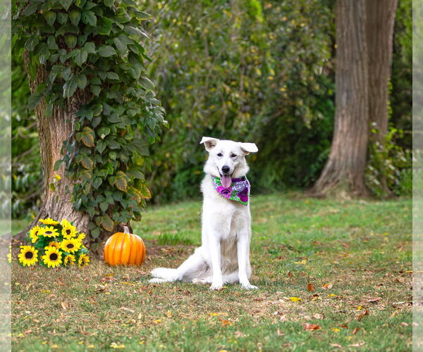 Medium Photo #2 Labrenees Puppy For Sale in Unionville, PA, USA