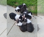 Small #4 Boston Terrier