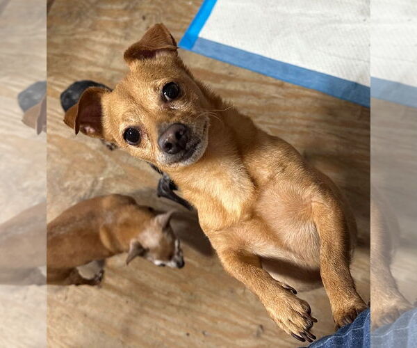 Medium Photo #2 Chiweenie Puppy For Sale in Weston, FL, USA