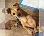 Small #1 Chiweenie