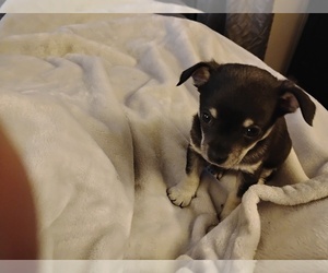 Chihuahua Puppy for sale in MILAN, IN, USA