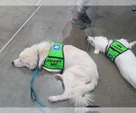 Small #41 Chow Chow-Great Pyrenees Mix