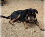 Small #2 Dachshund Mix