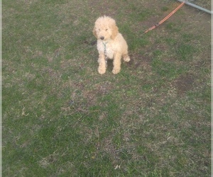 Goldendoodle Puppy for sale in BOSWORTH, MO, USA