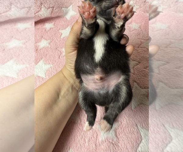 Medium Photo #10 Pomsky-Shiba Inu Mix Puppy For Sale in NASHUA, NH, USA