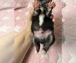 Small #9 Pomsky-Shiba Inu Mix