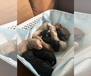 Poodle (Standard) Puppy for sale in EXETER, CA, USA