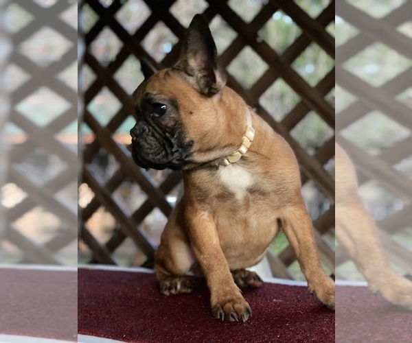 Medium Photo #8 French Bulldog Puppy For Sale in SACRAMENTO, CA, USA