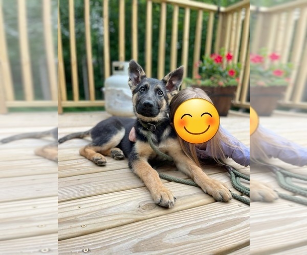 Medium Photo #4 German Shepherd Dog Puppy For Sale in ATLANTA, GA, USA