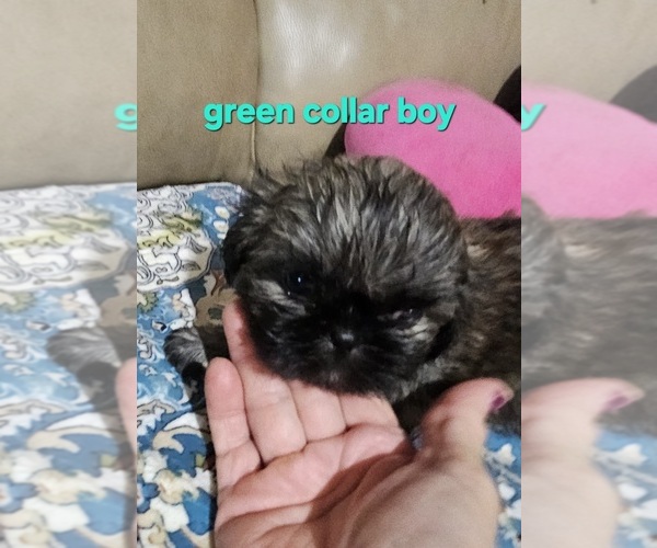 Medium Photo #12 Shih Tzu Puppy For Sale in WOODSFIELD, OH, USA
