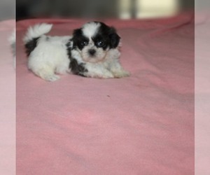 Shih Tzu Puppy for sale in THAYER, KS, USA