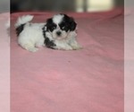 Image preview for Ad Listing. Nickname: Lil  Binki