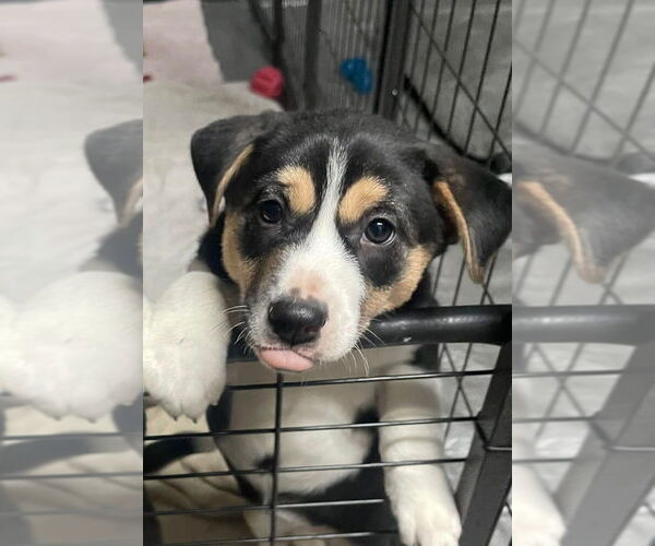 Medium Photo #1 Alaskan Malamute-Unknown Mix Puppy For Sale in Oak Bluffs, MA, USA