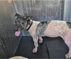 Mutt Dogs for adoption in San Antonio, TX, USA