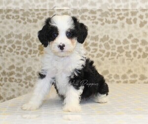 Miniature Bernedoodle Puppy for sale in DENVER, PA, USA
