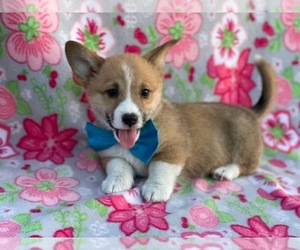 Pembroke Welsh Corgi Puppy for sale in LANCASTER, PA, USA