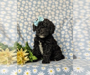 Poodle (Miniature)-Sheepadoodle Mix Puppy for sale in GLEN ROCK, PA, USA