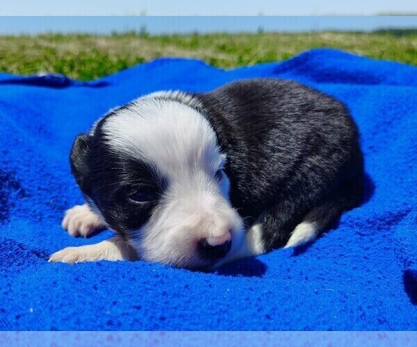 Medium Photo #43 Border Collie Puppy For Sale in NORBORNE, MO, USA
