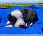 Small Photo #43 Border Collie Puppy For Sale in NORBORNE, MO, USA