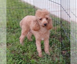 Mother of the Poodle (Miniature) puppies born on 10/26/2025