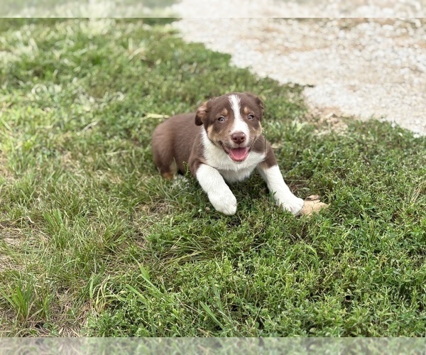 Medium Photo #8 Border Collie Puppy For Sale in AMES, IA, USA