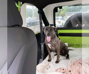 Labrador Retriever-Unknown Mix Dogs for adoption in Jackson Township, NJ, USA