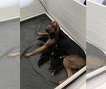 Small Photo #1 Bloodhound Puppy For Sale in KISSIMMEE, FL, USA