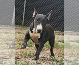 Bull Terrier Puppy for sale in BRIDGETON, NJ, USA