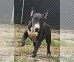 Small Bull Terrier