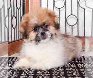 Zuchon Puppy for sale in NAPLES, FL, USA