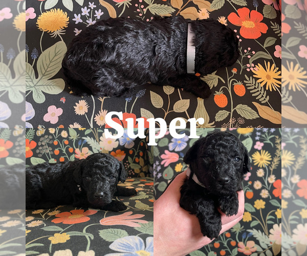 Medium Photo #2 Goldendoodle (Miniature) Puppy For Sale in NASHVILLE, TN, USA