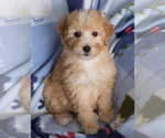 Small Photo #11 Goldendoodle Puppy For Sale in MILWAUKEE, WI, USA