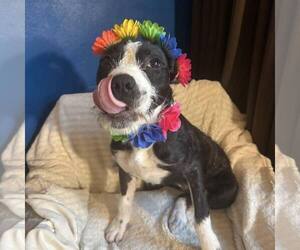 Mutt Dogs for adoption in New Oxford , PA, USA