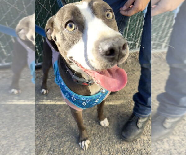 Medium Photo #22 Labrador Retriever-Unknown Mix Puppy For Sale in Brewster, NY, USA