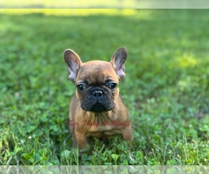 French Bulldog Puppy for Sale in POWHATAN, Virginia USA